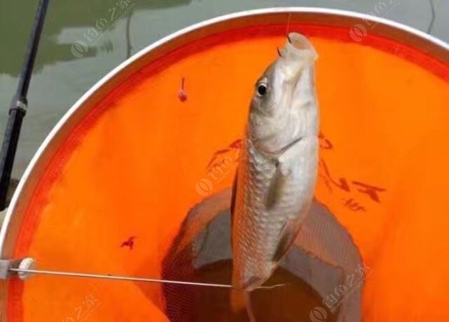 晚秋如何釣草魚_秋后釣草魚_秋季晚上釣草魚