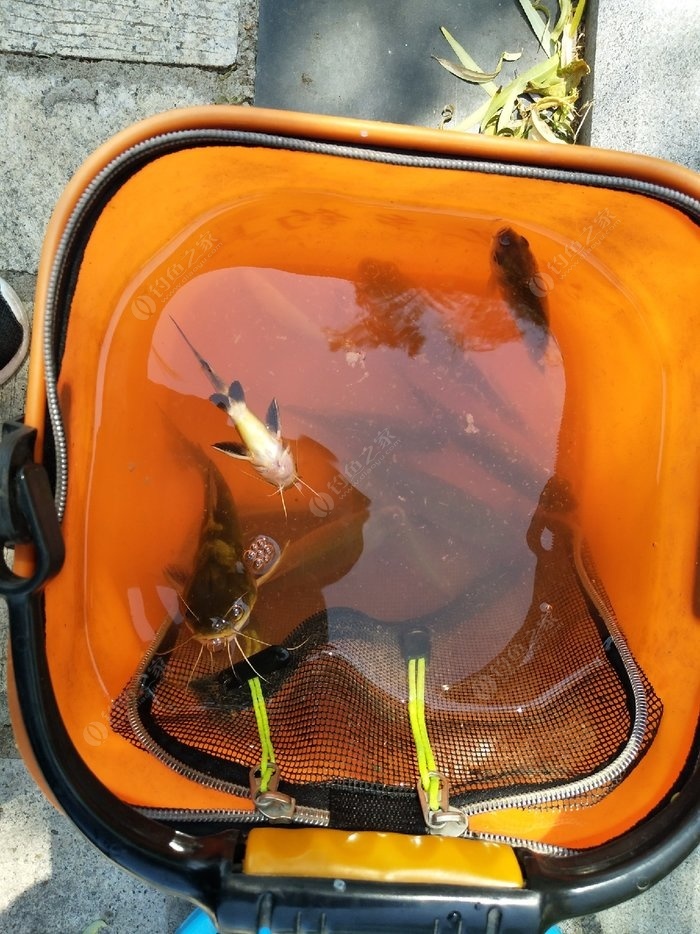 晚秋如何釣草魚_秋后釣草魚_秋季晚上釣草魚