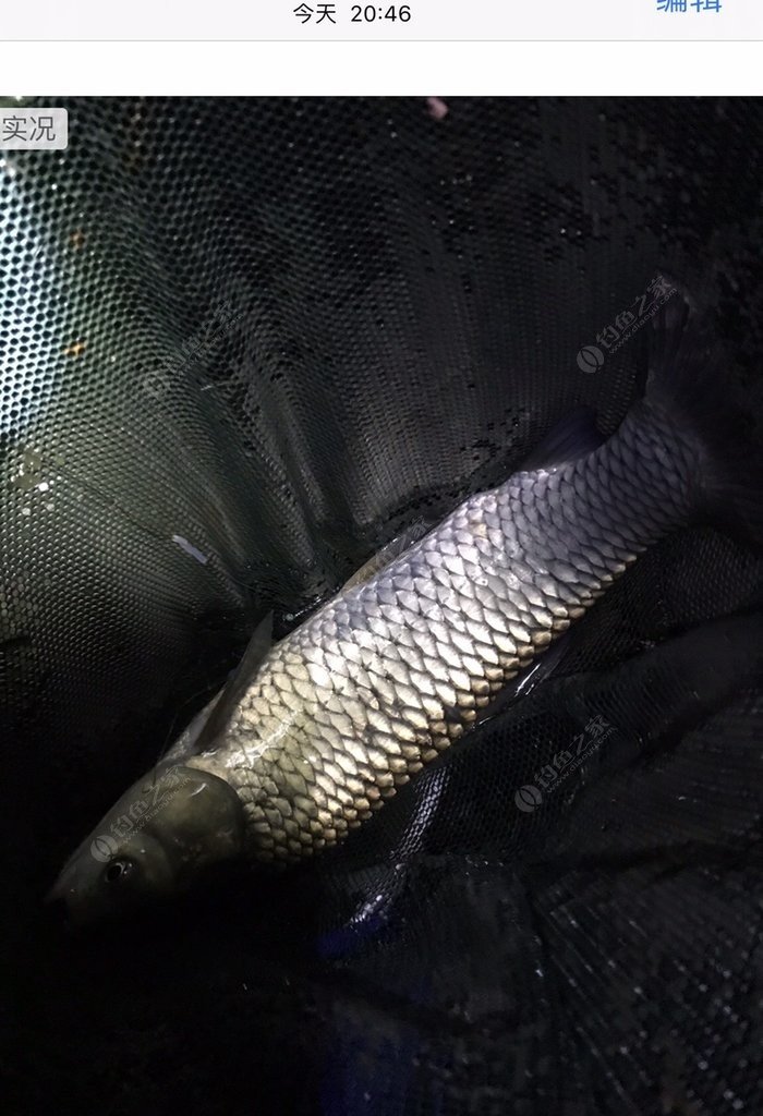 晚秋如何釣草魚_秋后釣草魚_晚秋釣草魚什么水深