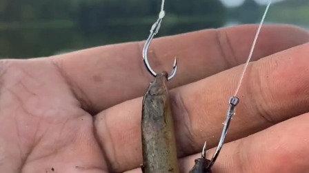 區別魚鉤品牌的標志_魚鉤品牌的區別_區別魚鉤品牌有哪些