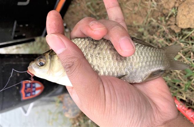 藍旗魚小汐路亞海鱸_藍旗魚路亞竿價格_藍旗魚路亞視頻