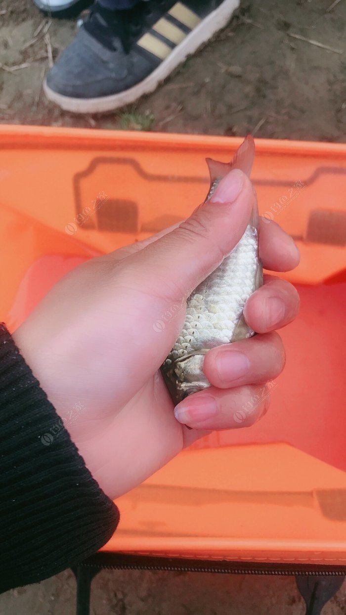 藍旗魚路亞視頻_藍旗魚路亞竿價格_藍旗魚小汐路亞海鱸
