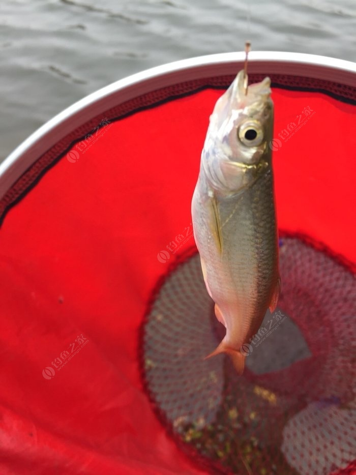 釣魚技巧圖解大全_釣魚技巧大全調漂方法圖解_釣魚調漂的正確方法圖