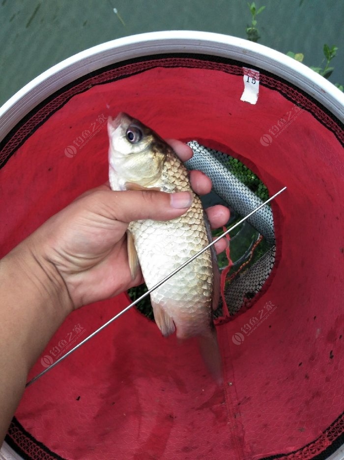 釣魚技巧大全調漂方法圖解_釣魚技巧圖解大全_釣魚調漂的正確方法圖