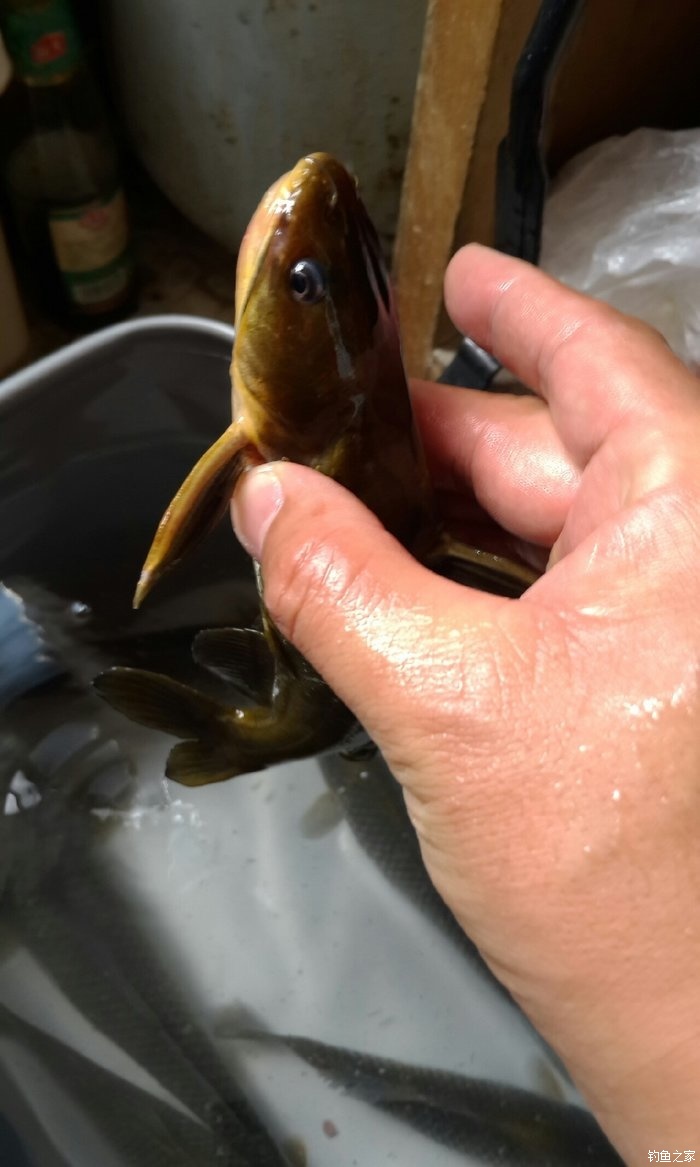海釣鱸魚用什么餌料最好釣記_海釣鱸魚用什么路亞餌_海釣鱸魚用什么魚鉤