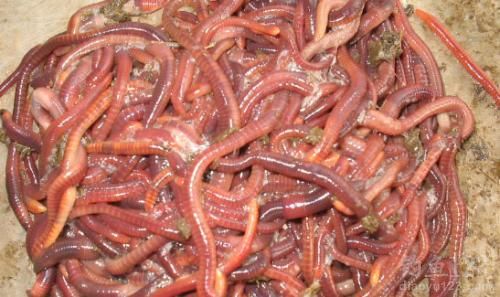釣魚用品大全魚食餌料_釣魚用品都有哪些東西_釣魚用品大全圖片價錢