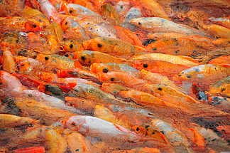 青魚多少錢一斤_青魚多少錢一斤_青魚多少錢一斤