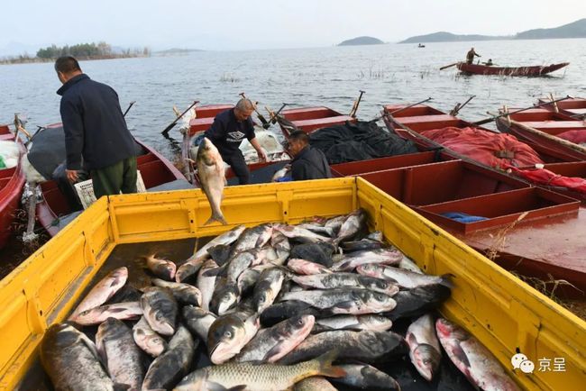 青魚多少錢一斤_青魚多少錢一斤_青魚多少錢一斤