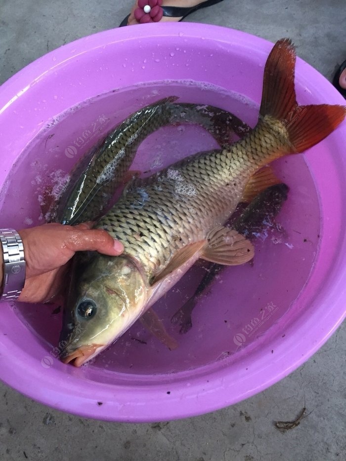 秋冬鯽魚餌料配方大全野釣_秋冬野釣鯽魚餌料配方比例_秋冬釣鯽魚用什么窩料好
