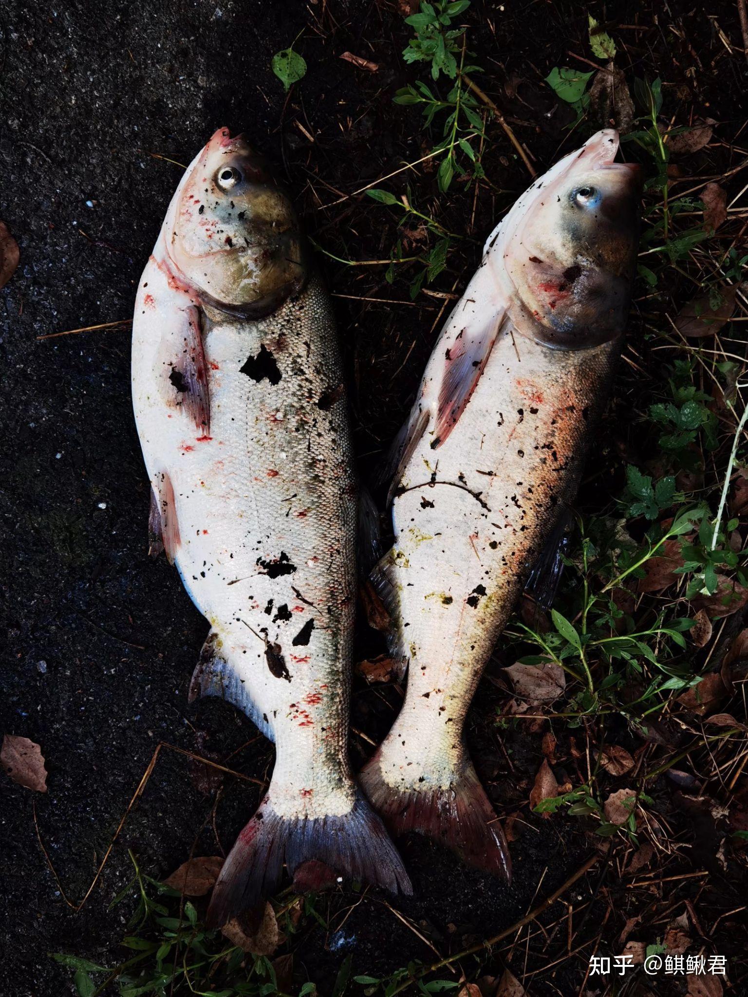 怎么用海桿釣鰱魚視頻_釣鰱魚是用海竿好還是手竿_海竿釣鰱