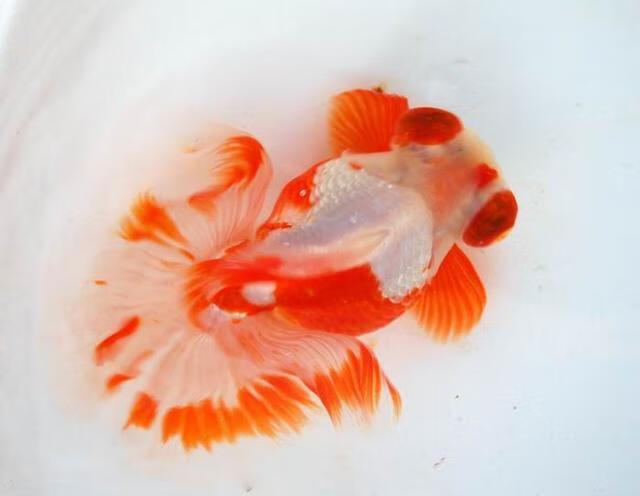 金魚是什么演變而來_演變而來金魚魚是什么_金魚是由什么魚演變而來的