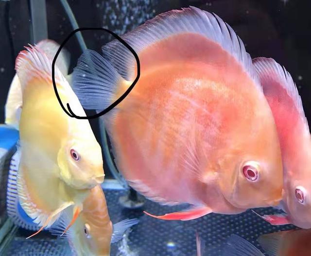 金魚是由什么魚演變而來的_金魚是什么演變而來_演變而來金魚魚是什么