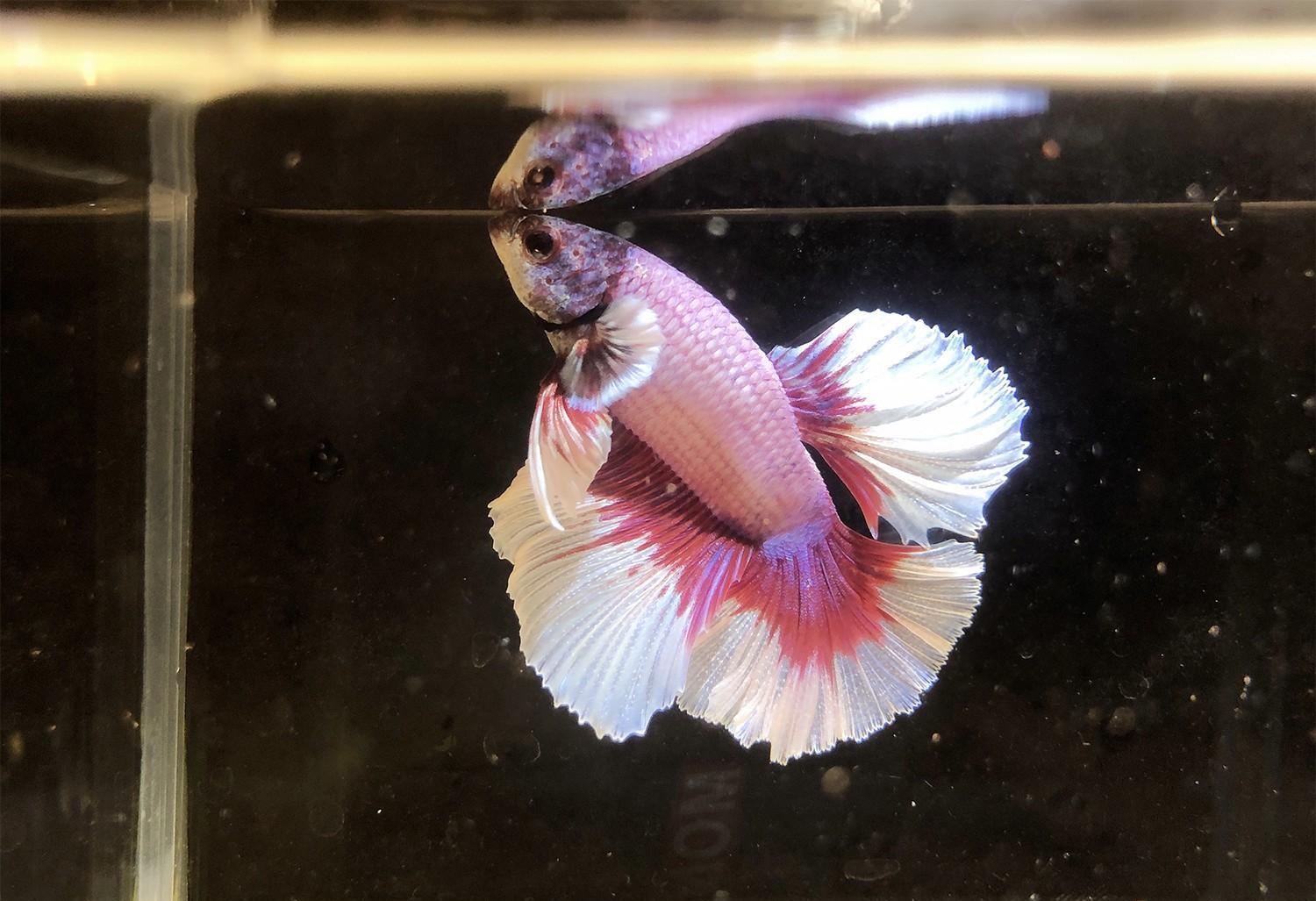 泰國斗魚_泰國斗魚的養殖方法_泰國斗魚如何繁殖