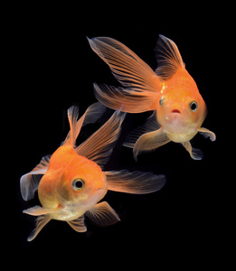 泰國斗魚的養殖方法_泰國斗魚如何繁殖_泰國斗魚