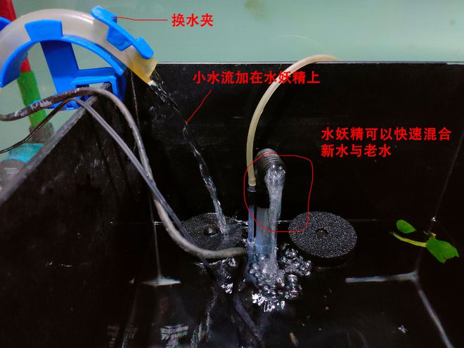 泰國斗魚的養殖方法_泰國斗魚_泰國斗魚如何繁殖