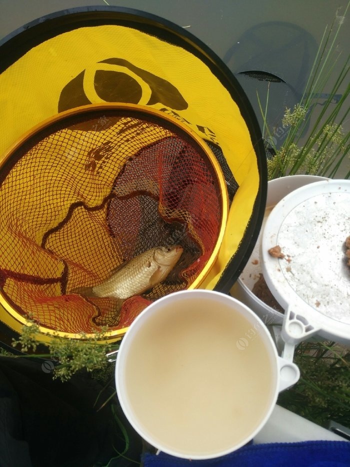 秋季如何釣草魚_秋天釣草魚_秋季野釣草魚