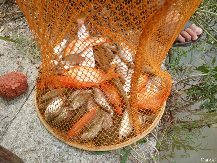秋季野釣草魚_秋季如何釣草魚_秋天釣草魚