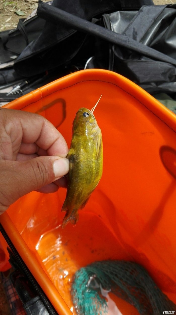鯽魚先生知乎_三本先生野釣鯽魚視頻_釣鯽魚大師