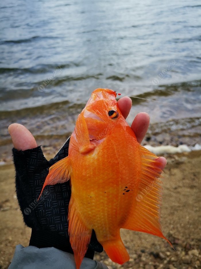 釣鯽魚大師_鯽魚先生知乎_三本先生野釣鯽魚視頻