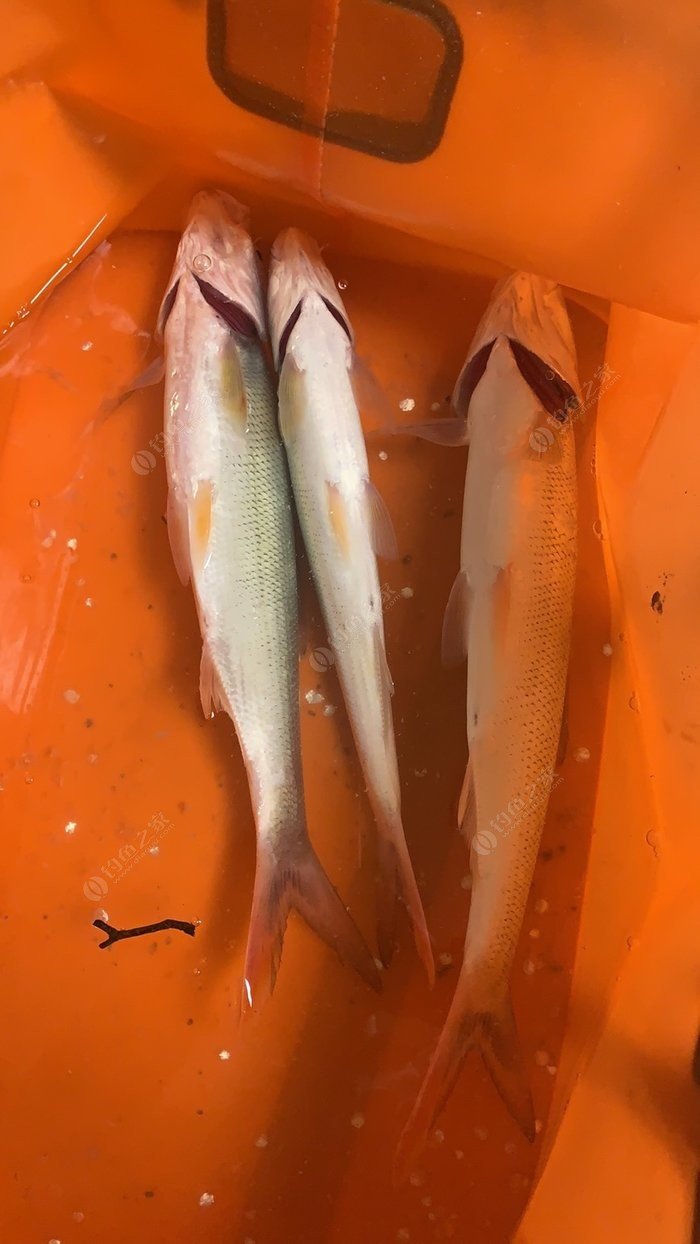 鯽魚先生知乎_釣鯽魚大師_三本先生野釣鯽魚視頻