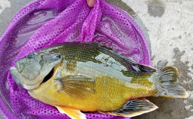 如何綁魚鉤線到魚竿上_魚線綁到竿稍上_釣魚線綁在魚竿上怎么打結