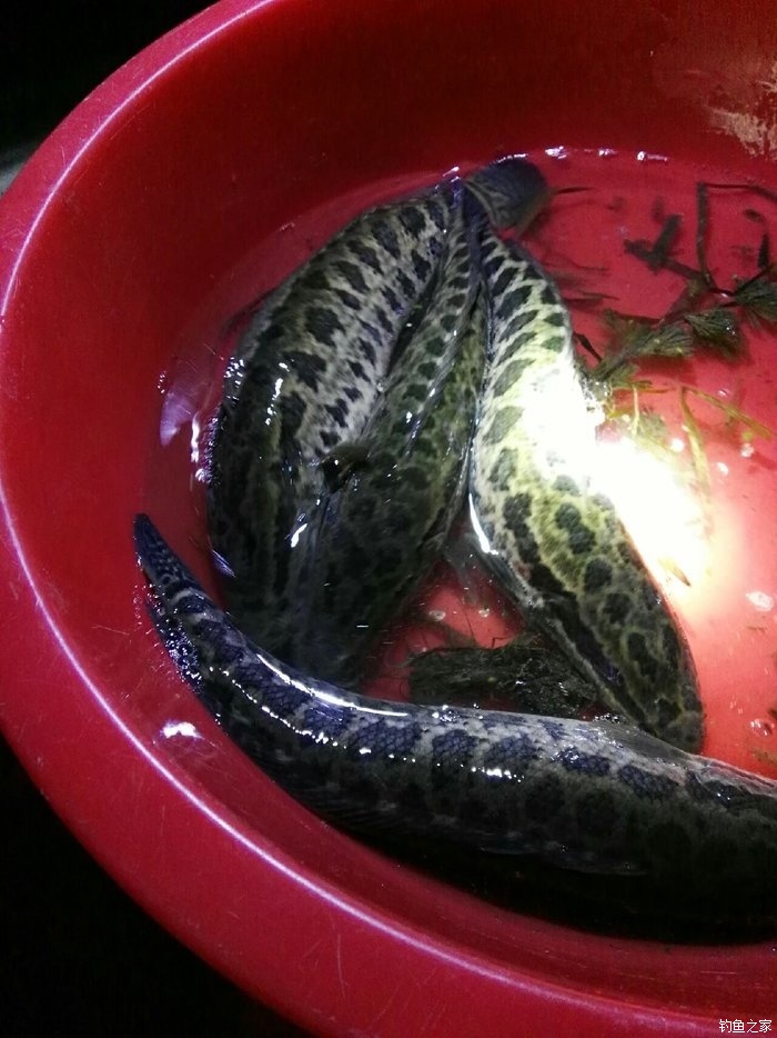 三本先生傳統釣點釣黑魚_三本先生釣大黑魚視頻_傳統釣黑魚怎樣綁線組