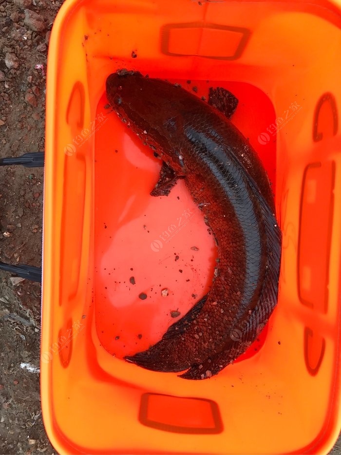 傳統釣黑魚怎樣綁線組_三本先生傳統釣點釣黑魚_三本先生釣大黑魚視頻