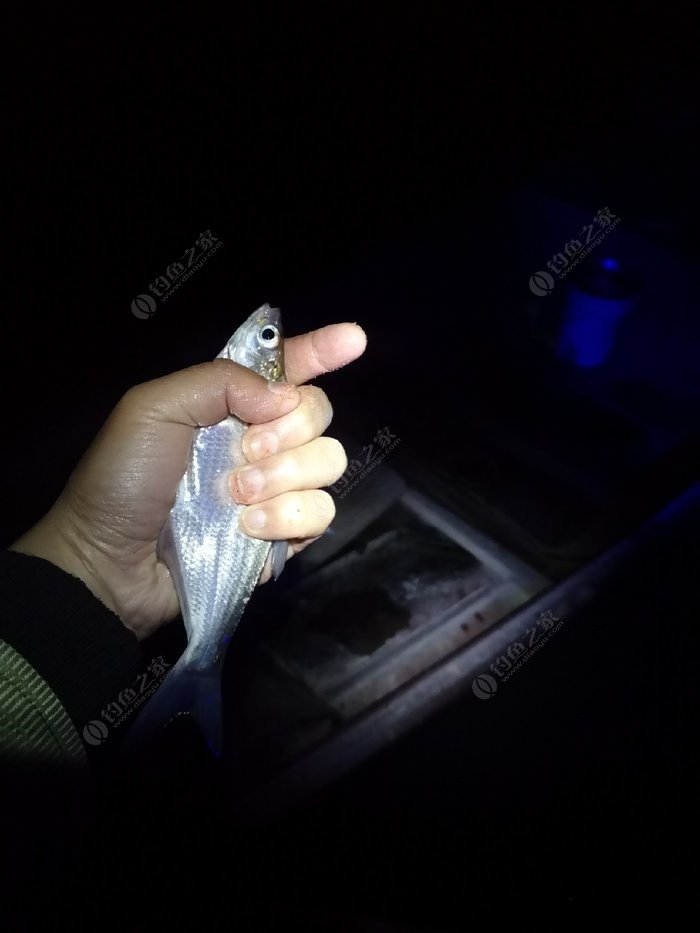 四海釣魚餌料_四海釣魚餌料配方_四海釣魚野釣餌料配方