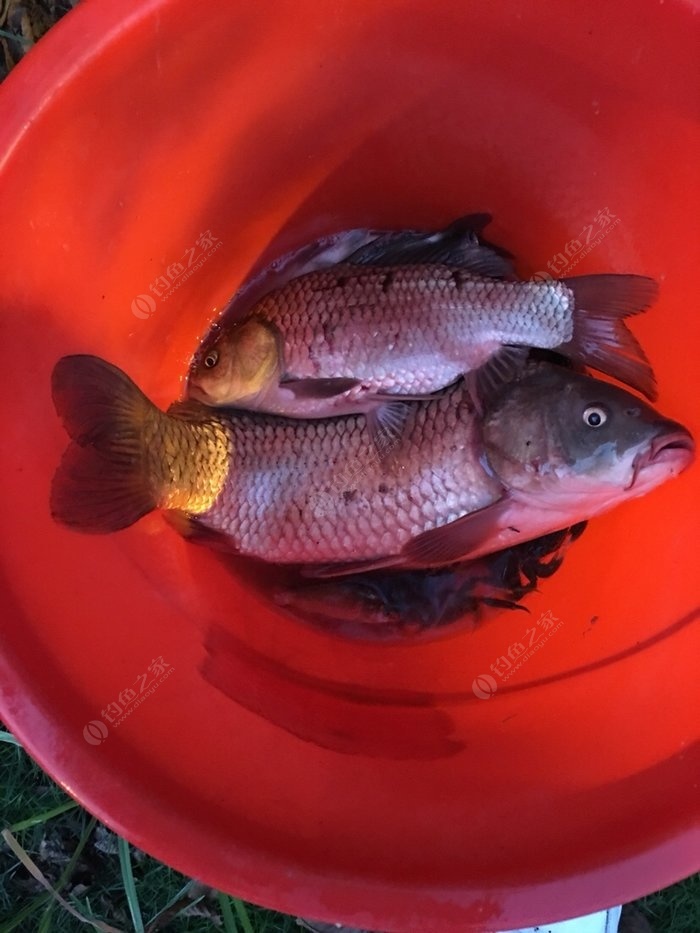 三本先生傳統釣點釣黑魚_怎么點釣黑魚_點釣黑魚視頻教程