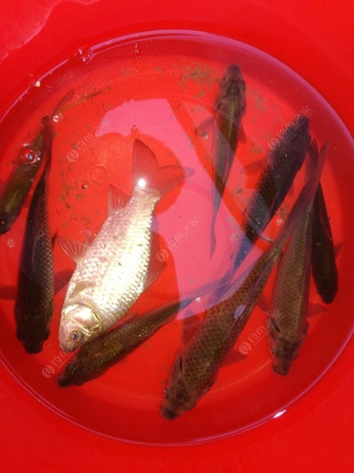 鯽魚釣手張先生_三本先生野釣鯽魚視頻_釣鯽魚大師