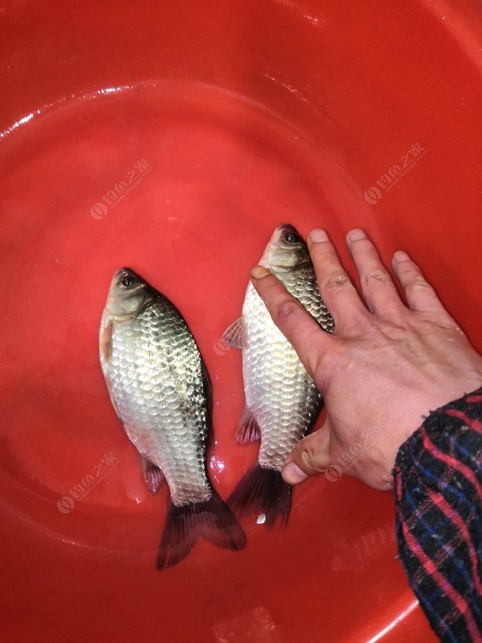 三本先生野釣鯽魚視頻_鯽魚釣手張先生_釣鯽魚大師