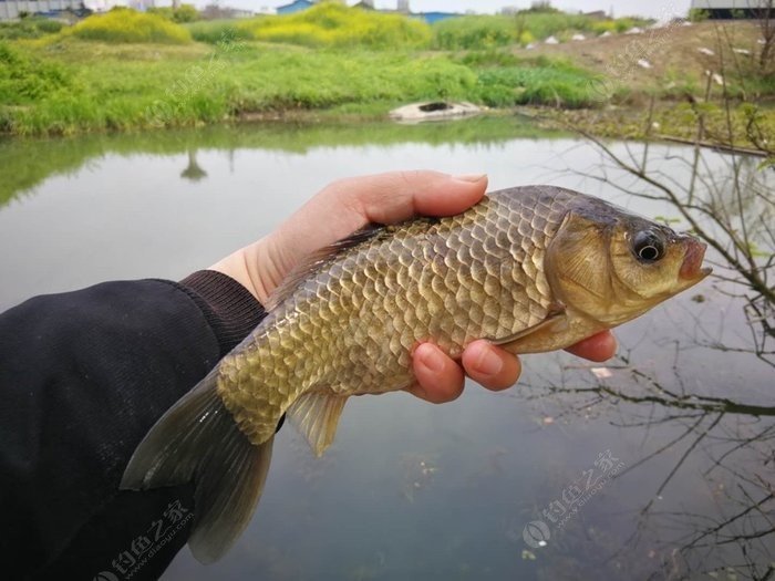 鯽魚視屏_三本先生傳統釣鯽魚視頻_知乎鯽魚先生