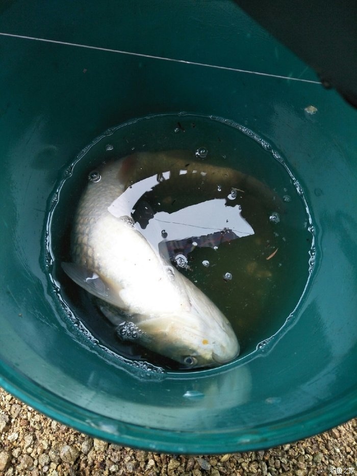 釣草魚的方法和技巧_釣草魚技巧方法圖解_釣草魚教程