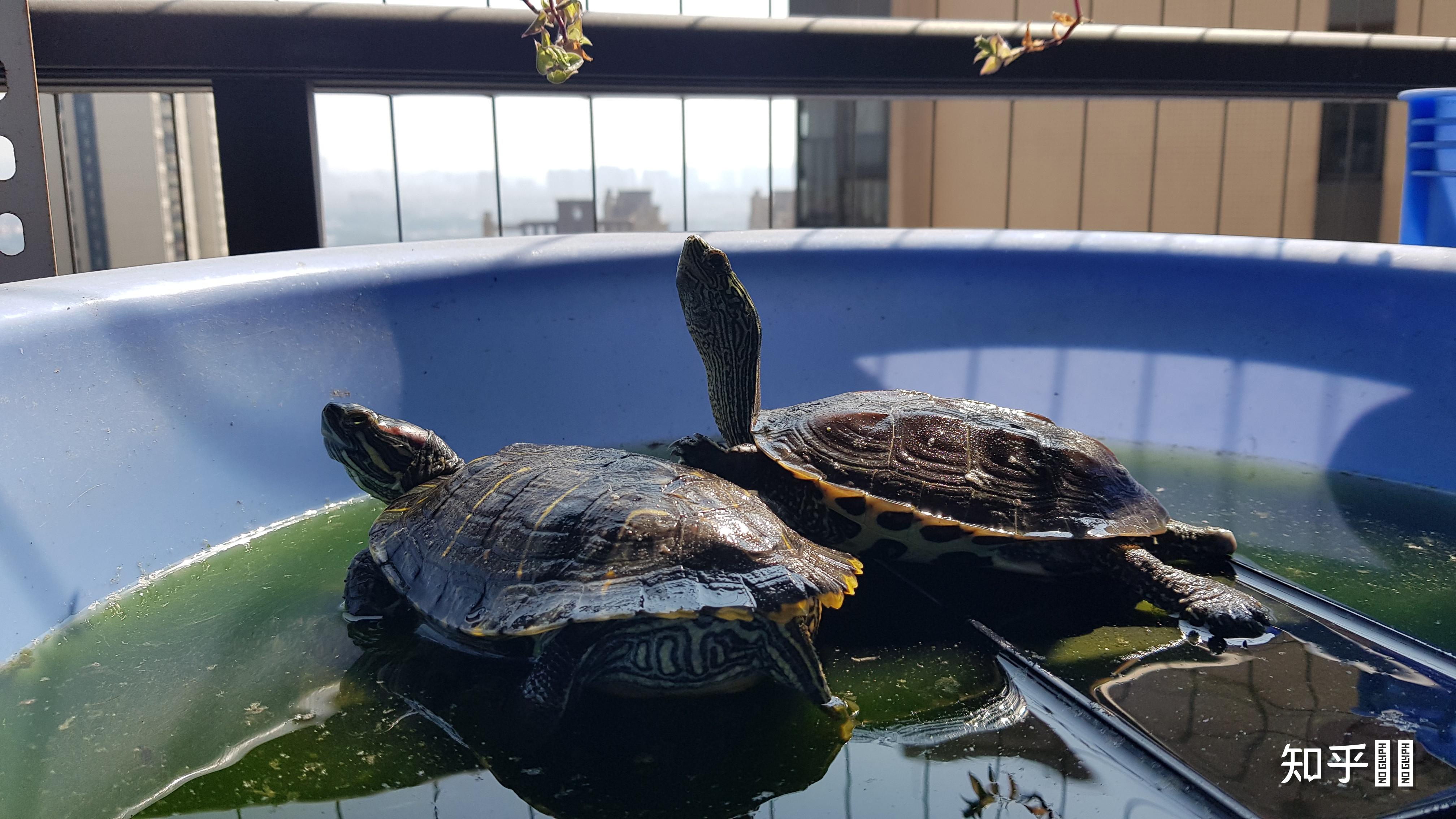 巴西龜放很多水會死嗎_養巴西龜水里放什么東西_巴西龜怎么養放多少水