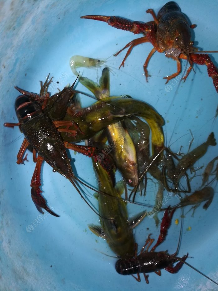 海釣綁法視頻_海釣綁鉤_海釣釣組綁法圖解