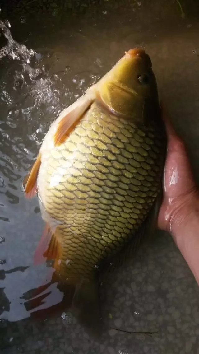 釣魚小藥制作黑糖方法竅門_釣魚小藥黑糖制作方法_釣魚黑糖小藥怎么熬制