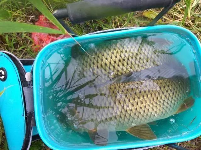釣鯉魚草魚用什么餌料最好_如何釣草魚鯉魚_釣鯉魚草魚用什么鉤子