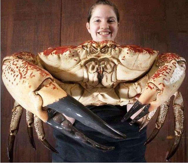 鯨魚是哺乳動物嗎_哺乳動物鯨魚_鯨類哺乳動物