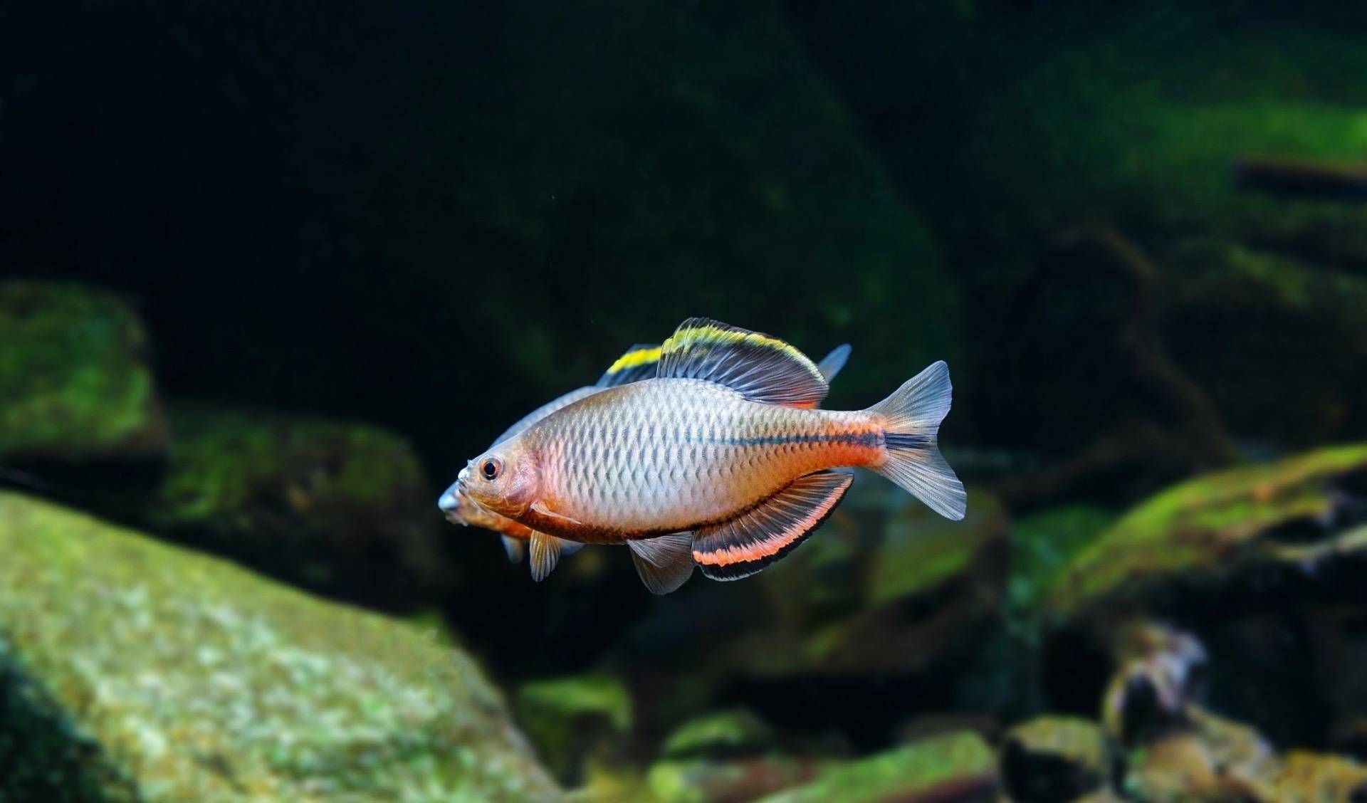 中國十大最干凈的魚_十大干凈魚_干凈的魚缸圖片