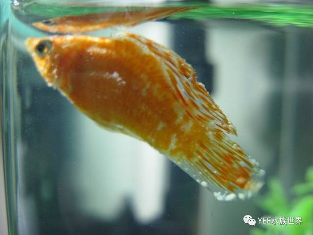 魚鉤怎么綁圖解_綁魚鉤視頻教學_綁魚鉤教程視頻教程