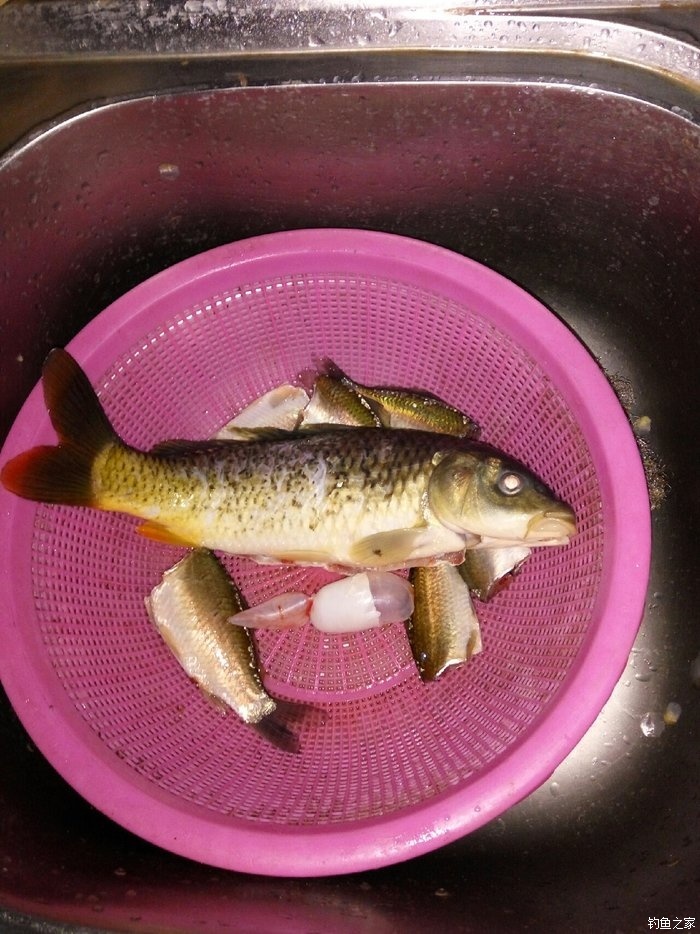 愛干凈的魚_干凈的魚都有哪些種類_中國十大最干凈的魚