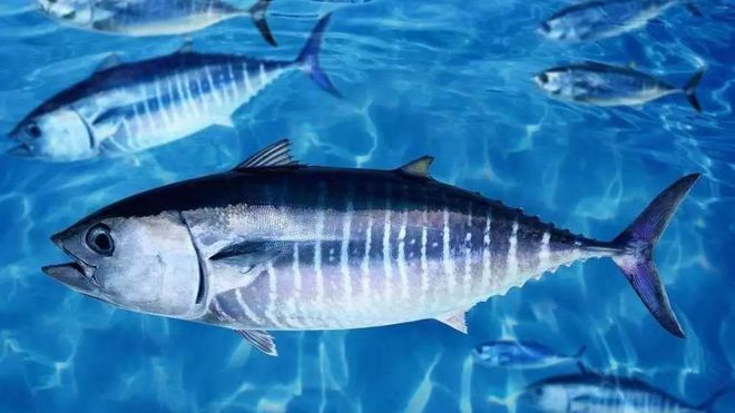金槍魚肉圖片_藍鰭金槍魚圖片_金槍魚圖片
