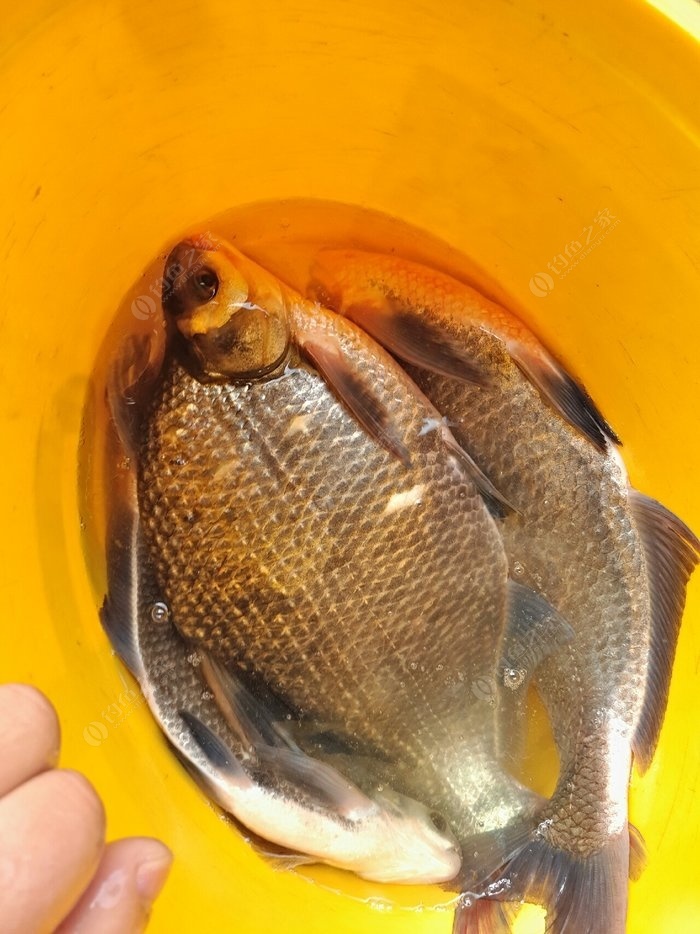 釣效果配方草魚魚餌好用嗎_釣草魚的效果最好的魚餌配方_草魚餌料配方野釣