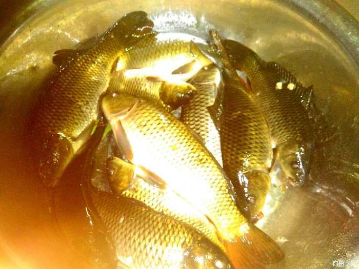 草魚餌料配方野釣_釣效果配方草魚魚餌好用嗎_釣草魚的效果最好的魚餌配方