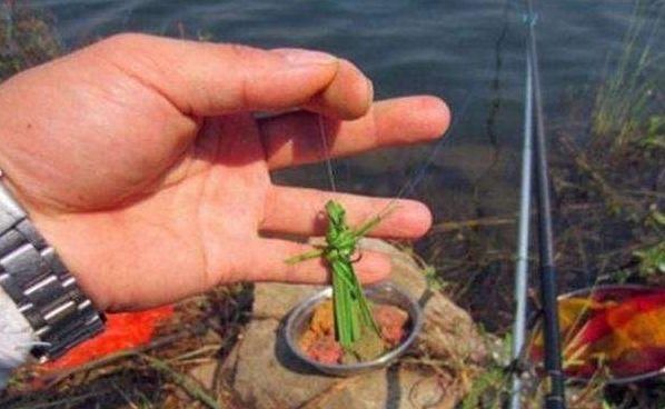 釣草魚釣底還是釣浮_釣草魚用什么餌最好_釣草魚怎么釣