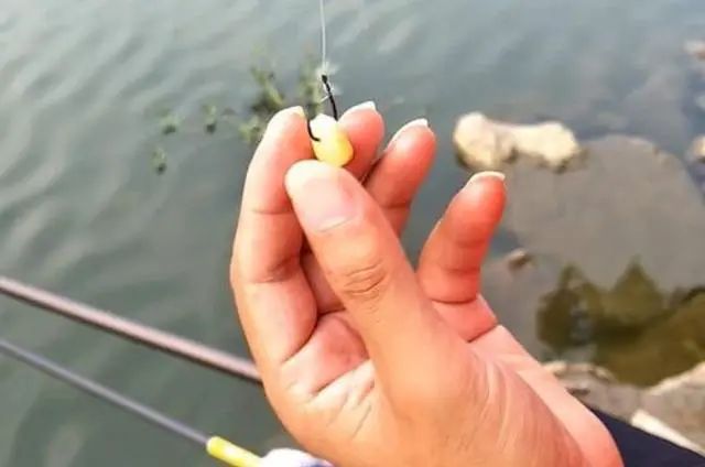 釣草魚釣底還是釣浮_釣草魚用什么餌最好_釣草魚怎么釣