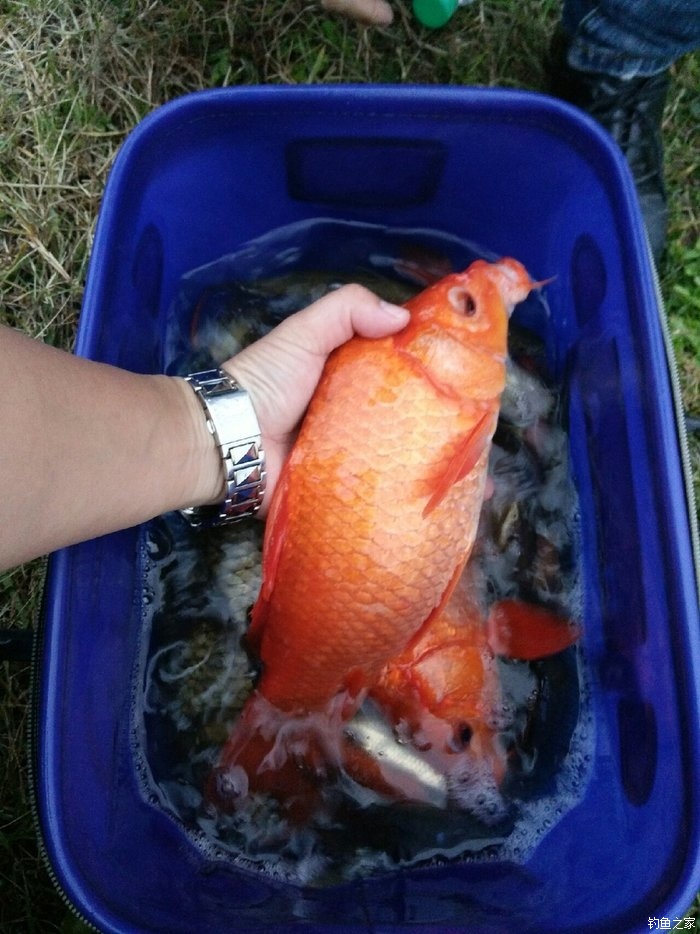 李大毛釣鯉魚餌料配方_李大毛釣鯉魚_鯉魚餌料配方李大毛