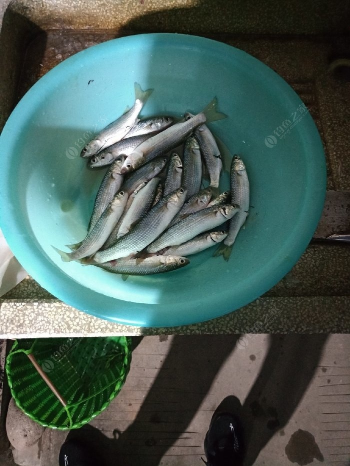 海釣綁法視頻_綁海釣魚鉤的方法圖解_海釣釣組綁法