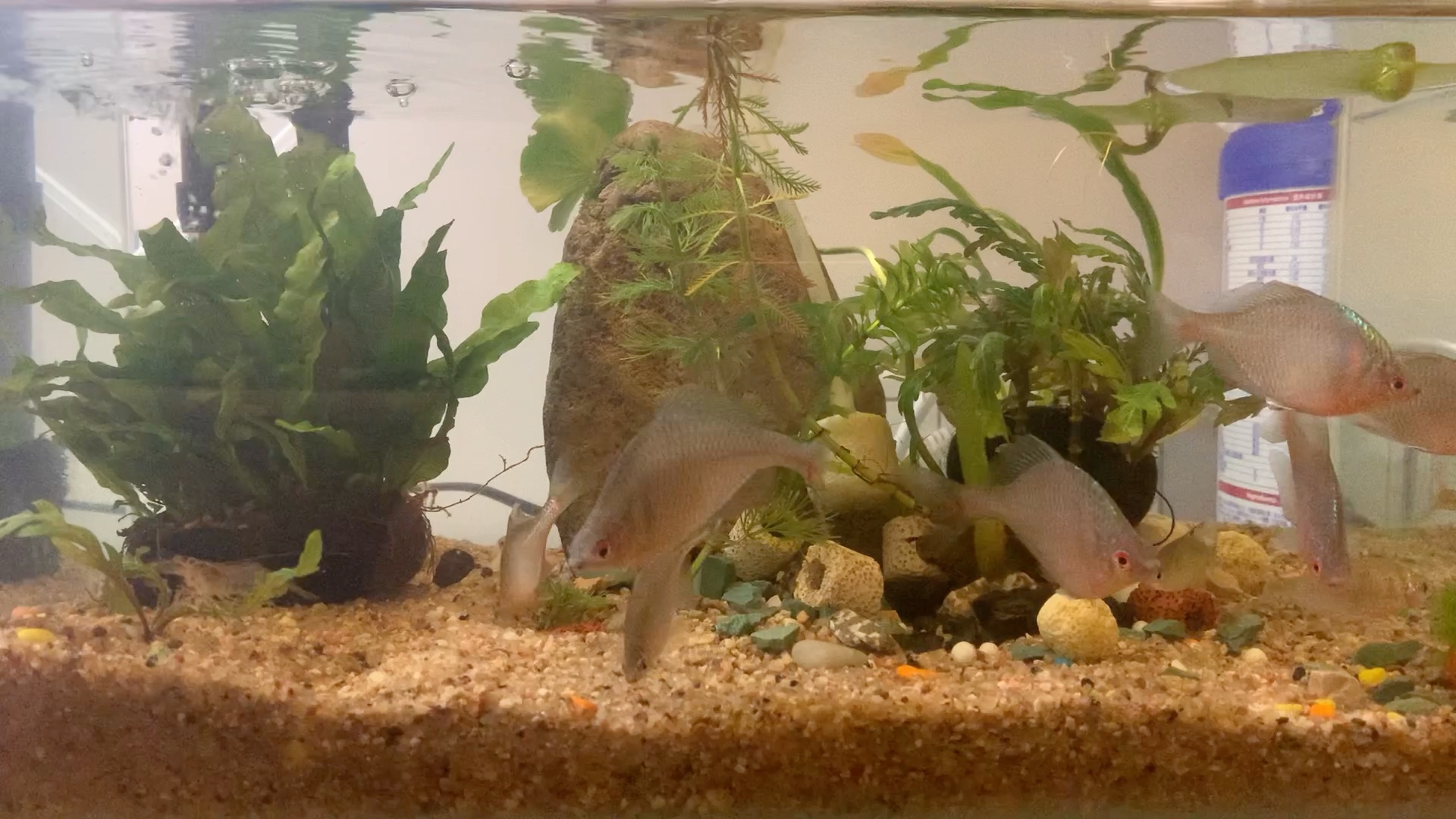 鸚鵡魚什么魚食最好_鸚鵡魚吃什么魚_鸚鵡魚吃什么怎么養種類