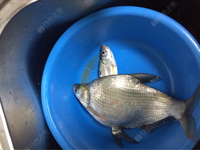 釣魚手竿十大名牌圖片價格_釣魚手竿品牌十大排名_手竿釣魚